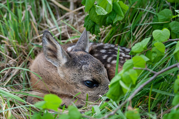 Young wild roe deer hidden in tall grass. Capreolus capreolus. New born roe deer, wild spring nature