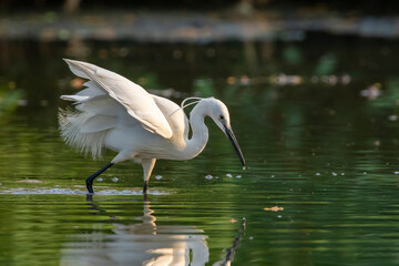 Image of little egret (Egretta garzetta) looking for food in the swamp on nature background. Bird. Animals.