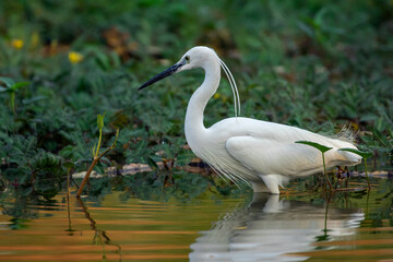 Image of little egret (Egretta garzetta) looking for food in the swamp on nature background. Bird. Animals.