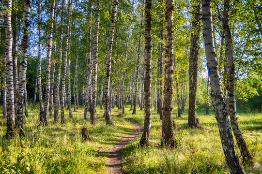 A path in a birch forest in a bright and warm light. Magic birch forest in HDR quality