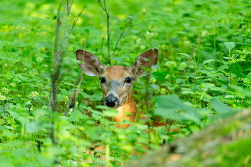 Deer. White tailed deer, hind on pasture