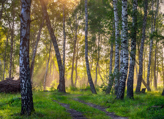 A road in a birch forest in a bright and warm light. Magic birch forest in HDR quality