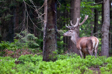 Naklejka na ściany i meble Deer, Cervus elaphus, with antlers growing on velvet.A huge deer in deep spruce forest. Wild animals in spring .