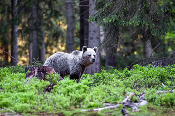 Beautiful brown bear (Ursus arctos) in a natural setting in a spruce forest covered with blueberries