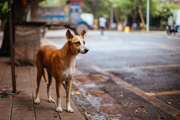 Stray Dog in Mumbai India