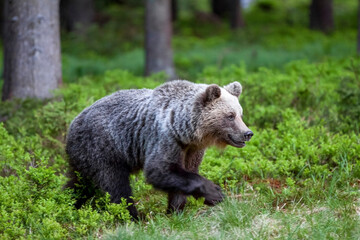 Naklejka na ściany i meble Beautiful brown bear (Ursus arctos) in a natural setting in a spruce forest covered with blueberries
