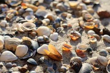 Sea shore with shells.