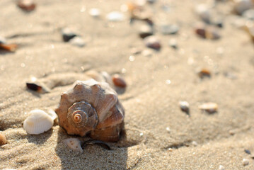 shell on golden sand