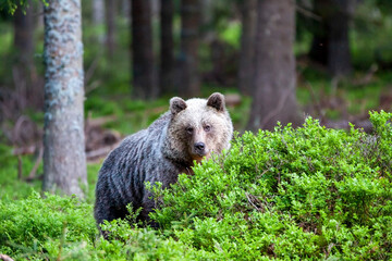 Beautiful brown bear (Ursus arctos) in a natural setting in a spruce forest covered with blueberries