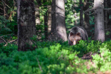 Male brown bear (ursus arctos) walking in the dark spruce forest. Sunbeams penetrate the forest and illuminate the mysterious bear