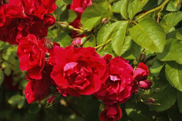 red rose Bush. flowers in the Park. background for the design.