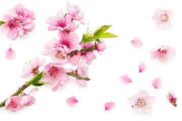 peach flowers isolated on white background. spring flowers. top view