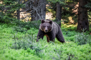 Fototapeta na wymiar Magnificent male brown bear in deep black spruce forest natural environment