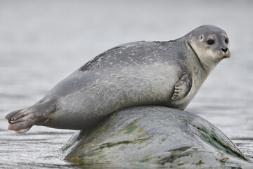 Harbor seal on rock in sea