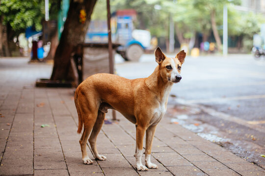 Stray Dog In Mumbai India