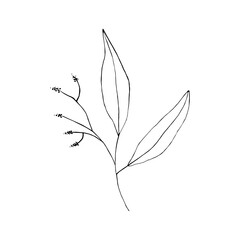Black and white line art decoration of leaves.  Vector isolated clipart. Minimal monochrome hand drawing botanical design. Contour engraving foliage