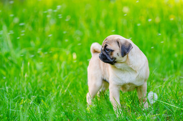 Pug puppy looks at the white petals of a white dandelion flying on a green grass background