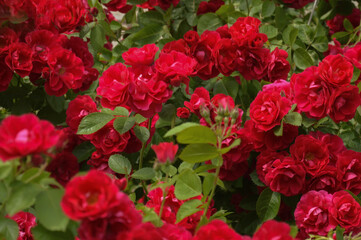 red rose Bush. flowers in the Park. background for the design.