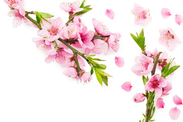 peach flowers isolated on white background. spring flowers. top view