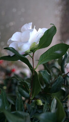 Vertical blooming camellia flowers in an old English park