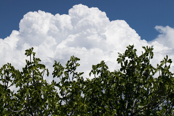 Obraz premium fig tree under a blue sky. Close up.