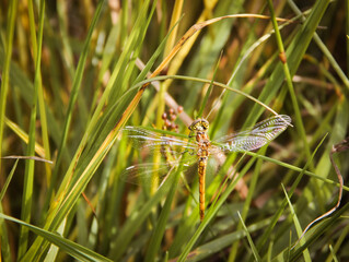 dragonfly on the green leaf