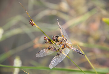 dragonfly on the green leaf