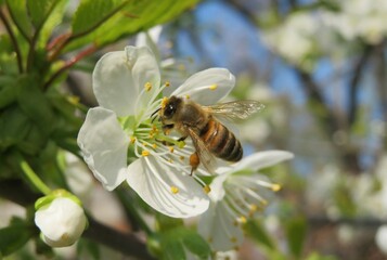 Beautiful honeybee on sweet-cherry flowers, closeup