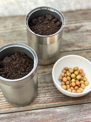 Pea seeds and earth in tin cans, mini vegetable garden for children's creativity.