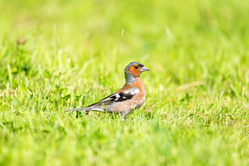 Finch on a branch.