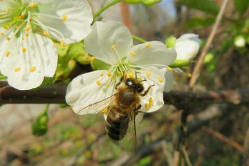 Honeybee on cherry flower in the garden in spring, closeup