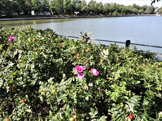 View of wild rose and river in Helsinki