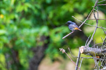 Black redstart (Phoenicurus ochruros)