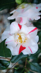 Vertical blooming camellia flowers in an old English park