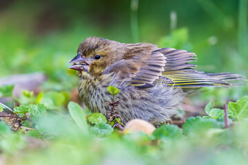 Young European greenfinch (Chloris chloris)