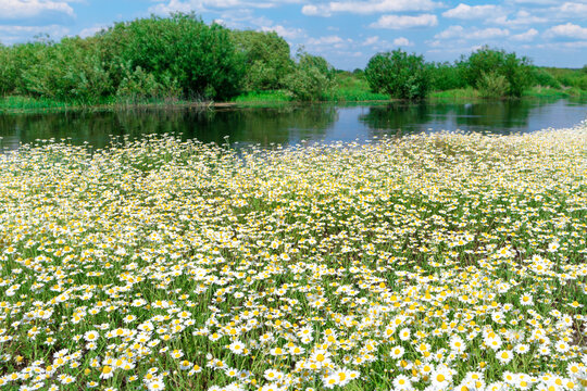 White flowers daisy chamomile on green field with river and forest