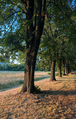 Fototapeta premium path in autumn park