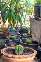 plants in pots