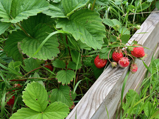 Ripe red strawberries on a home garden