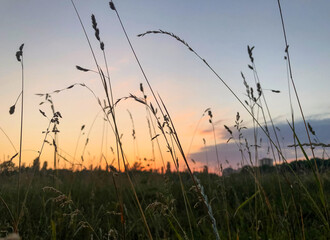 sunset in the field