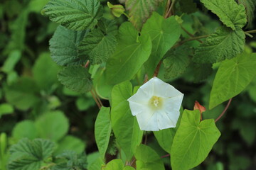 White bindweed flower with green leaves. Natural background