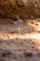 green sprout on the ground