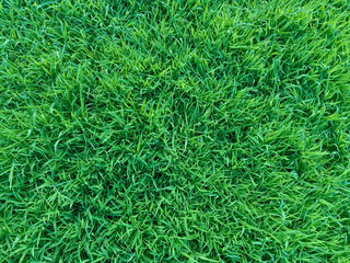 Green grass textured for background.
