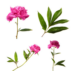Set of peony flowers close up, isolate. Many peony flowers isolated on white background. Floristics © Юлия Буракова