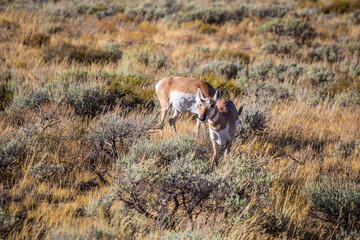 Naklejka na ściany i meble Two antelopse walking in the praire, in Grand Teton National Park, Wyoming.