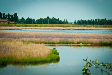 Airone cenerino in Laguna di Chioggia
