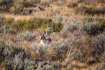 A antelope walking in the praire, in Grand Teton National Park, Wyoming.