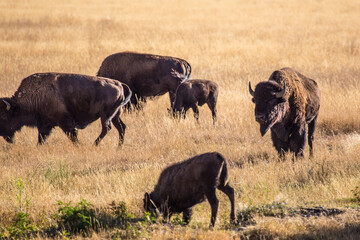 A herd of wild bisons standing on a prairie, in Grand Teton National Park.