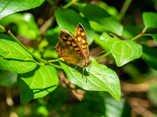 speckled wood butterfly (Pararge aegeria) perched on a leaf with blurred background