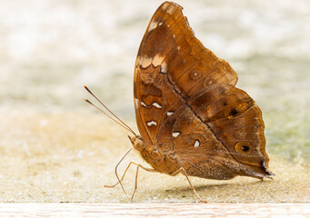 Fototapeta na wymiar brown butterfly on the ground